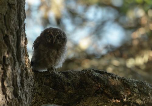 Le Parc national participe au suivi de la population de la Chouette de Tengmalm, dans le cadre du programme porté localement par l’Office National des Forêts (ONF)