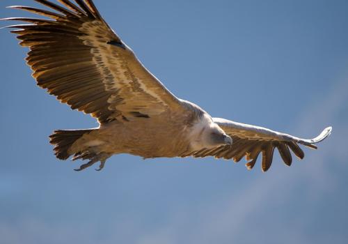 animation rapaces 
