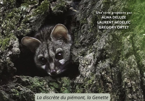 Pyrénées secrètes, la Genette