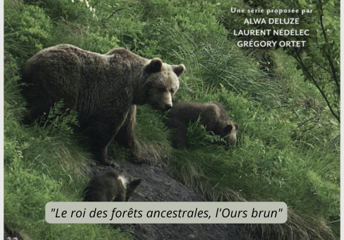 Le roi des forêts ancestrales, l'ours