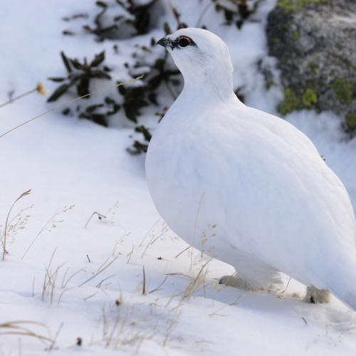 00009456_lagopede_laurent_nedelec_neige.jpg