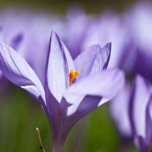 00015433_crocus_pierre_meyer.jpg