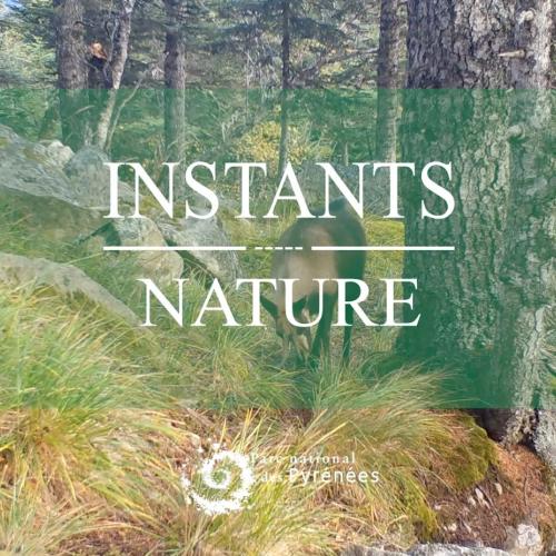 Instant Nature - Commnication entre isards