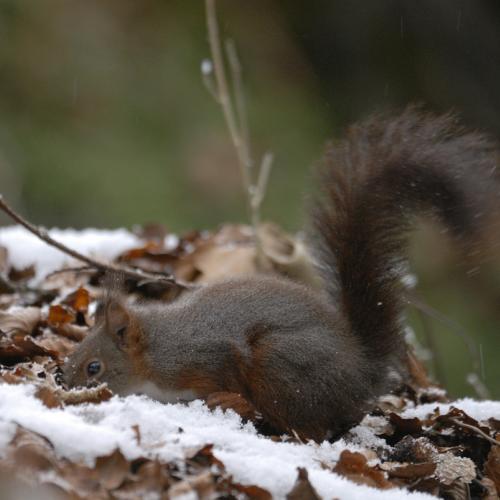 Ecureuil roux ©L. Nédéléc - Parc national des Pyrénées