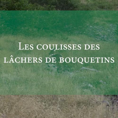 couv Instants nature coulisses bouquetins