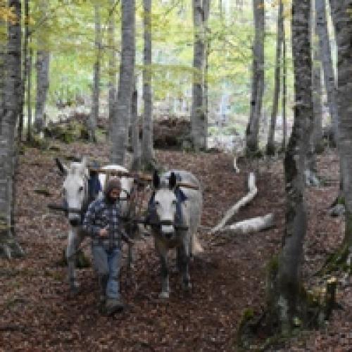 debardage_equin_sylvain_rollet_2_bd.jpg