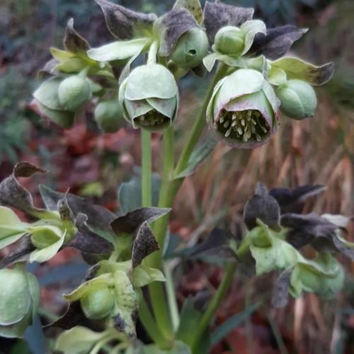 helleborus_foetidus_cr_2.jpg