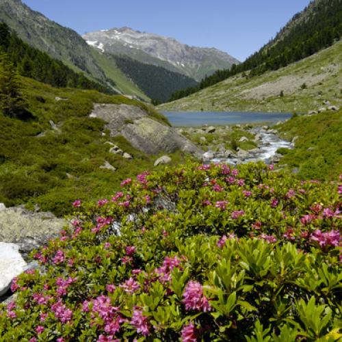 milieux-naturelstorrent-du-lac-de-suyen-val-dazun-laurent-nedelec.jpg