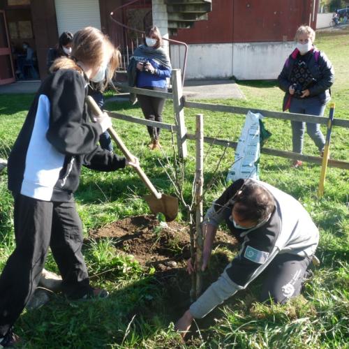 plantation_pommier_e3d_bedous_claire_brocas_1.jpg
