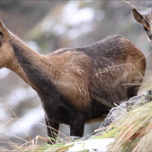 Isards au Mayouret / Parc national des Pyrénées