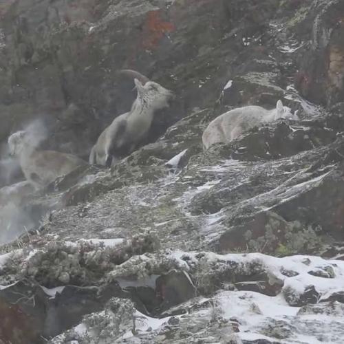 Survivre l’hiver, une épreuve obligatoire de la vie en montagne