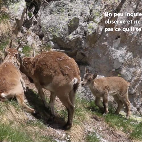 La famille de Rosa, femelle bouquetin des Pyrénées