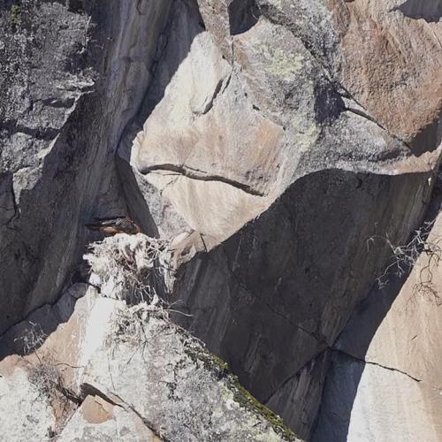 Le partage des tâches chez le Gypaète barbu - Parc national des Pyrénées