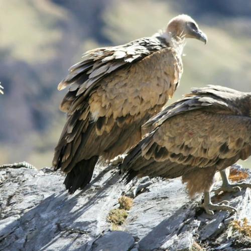 Le Parc national des Pyrénées, une montagne aux mille facettes