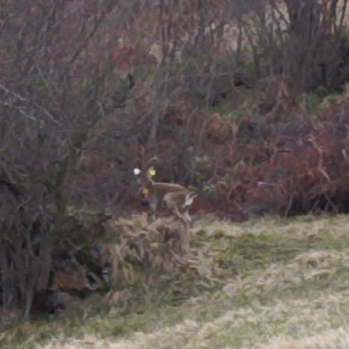 Lâcher de bouquetins sur la commune de gèdre Gavarnie 2016