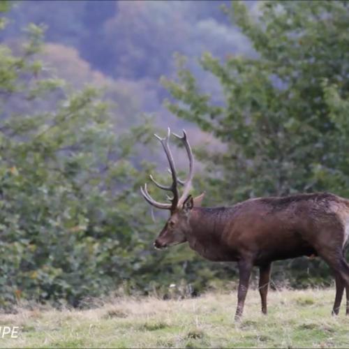 Brame du cerf Jean Paul Crampe