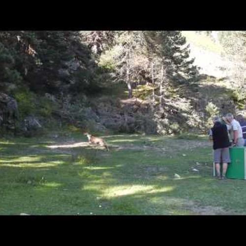 Lâcher de Bouquetins ibériques 21 août 2015 Cauterets