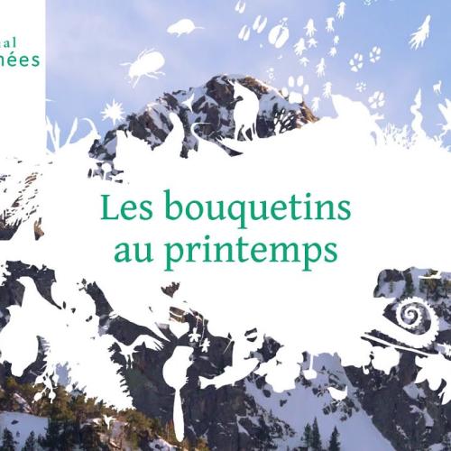 Les bouquetins au printemps