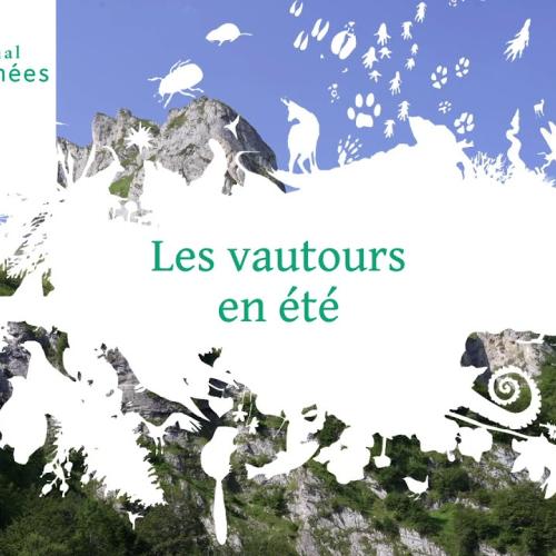 Les vautours en été