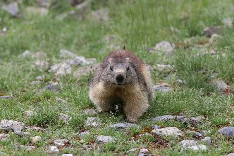 00050425_marmotte_flavien_luc.jpg