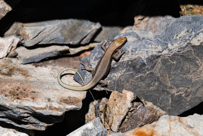 Lézard de Bonnal sur un rocher