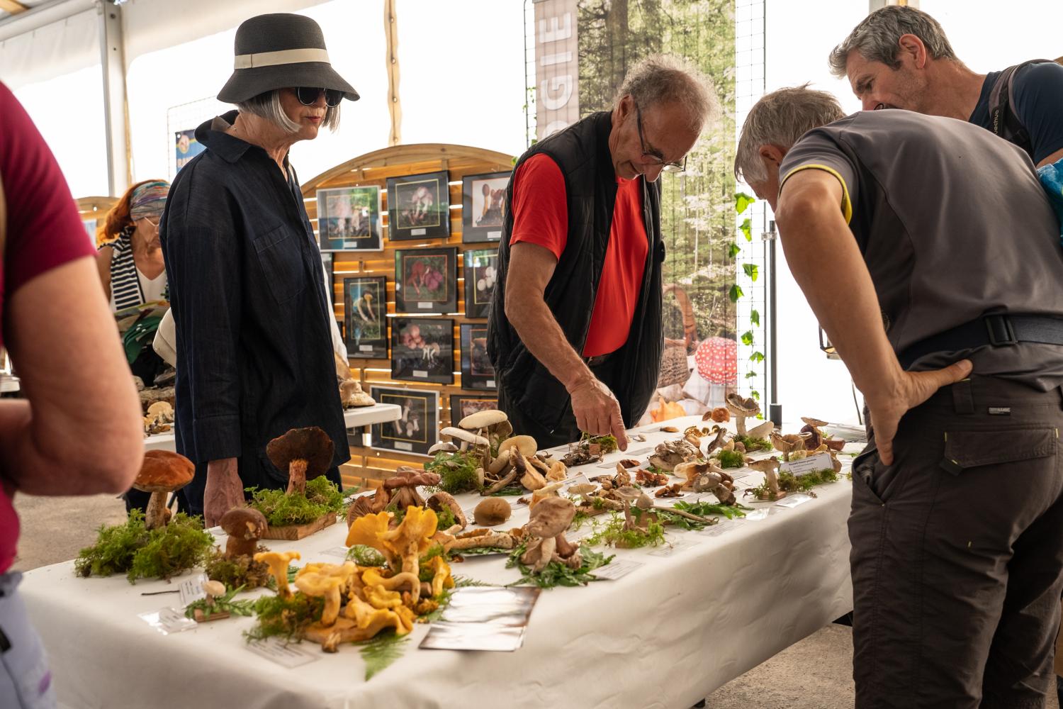 24h stand champignons