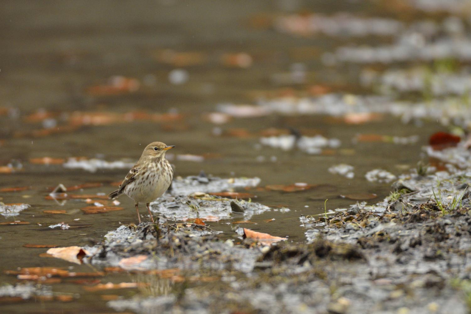 Pipit spioncelle ©L. Nédélec - Parc national des Pyrénées