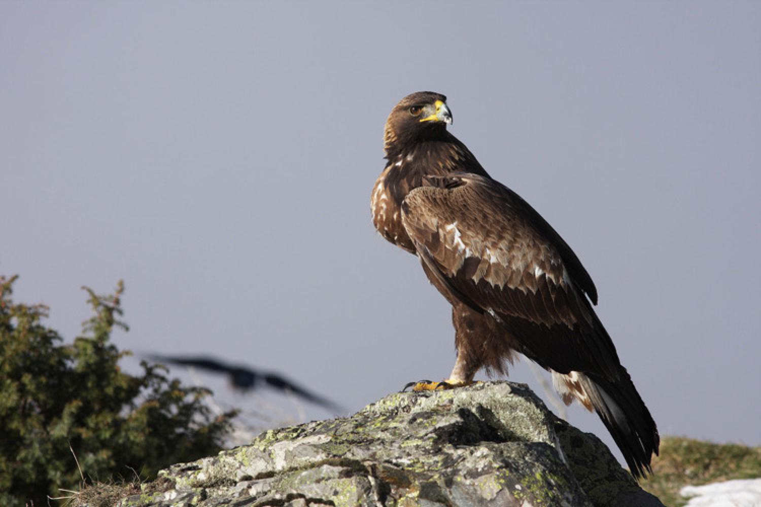 aigle-cuenin.jpg