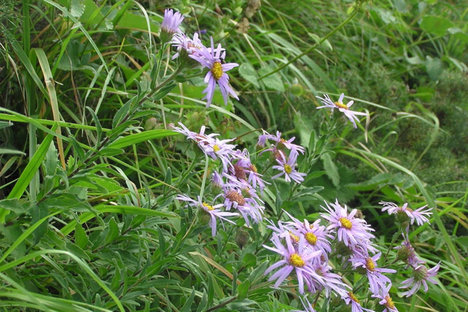 aster-09852.jpg