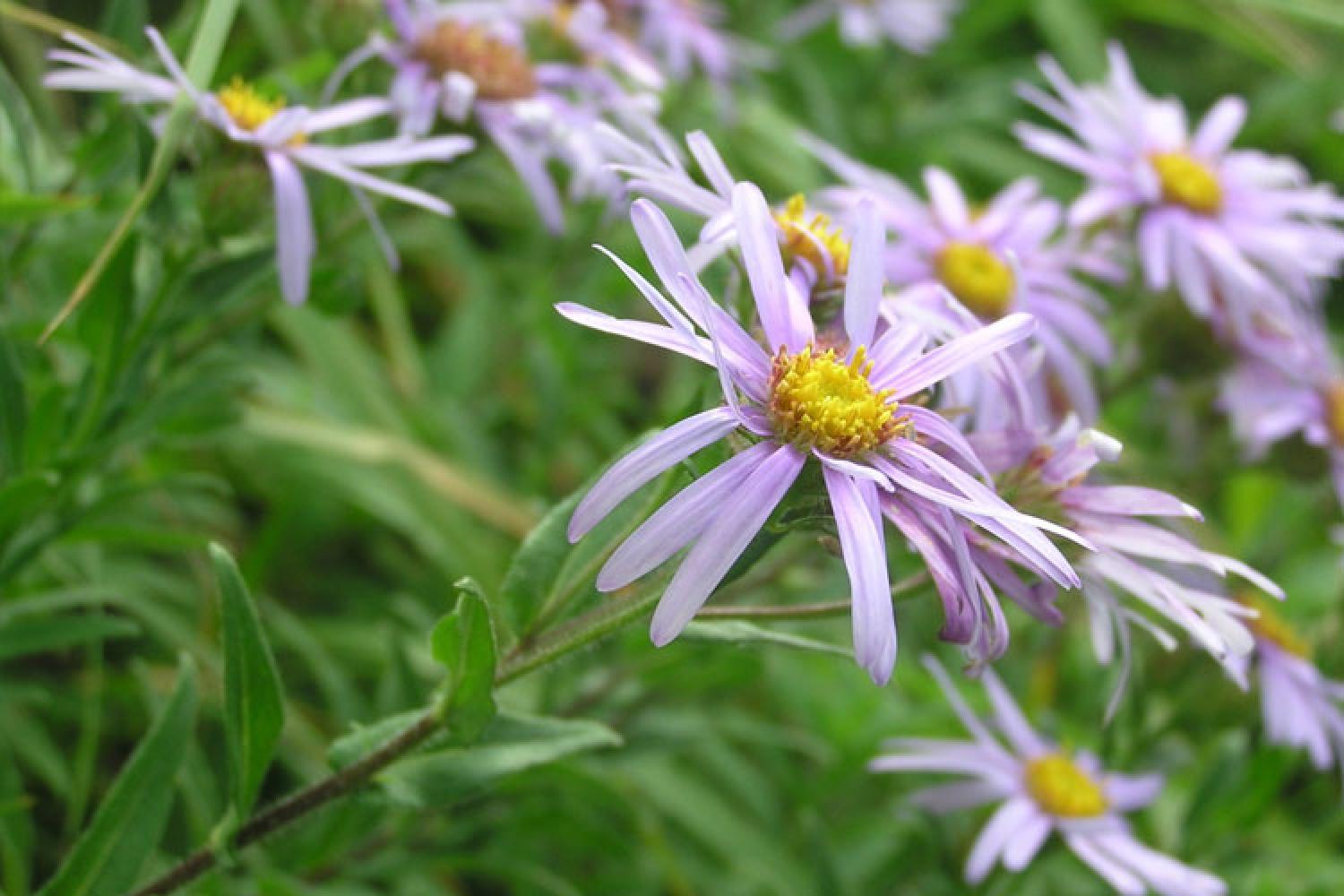 aster-9853.jpg