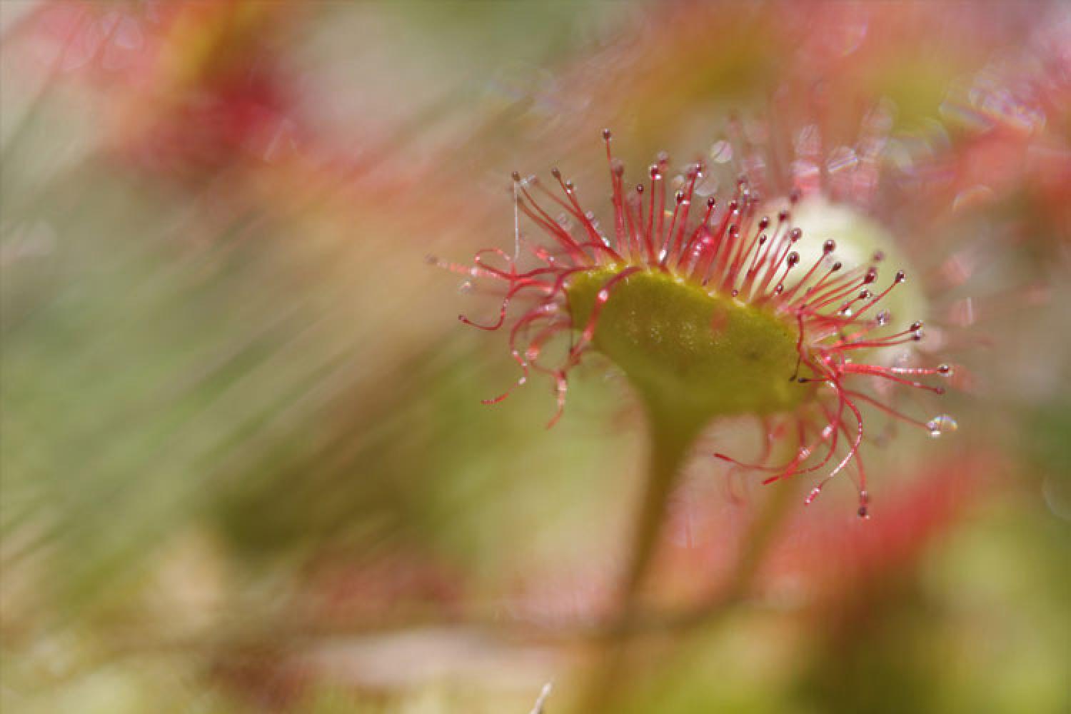 drosera.jpg