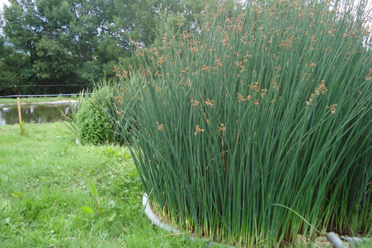 ecocentre-pierre-terre-schema-2-filtres-plantes.jpg