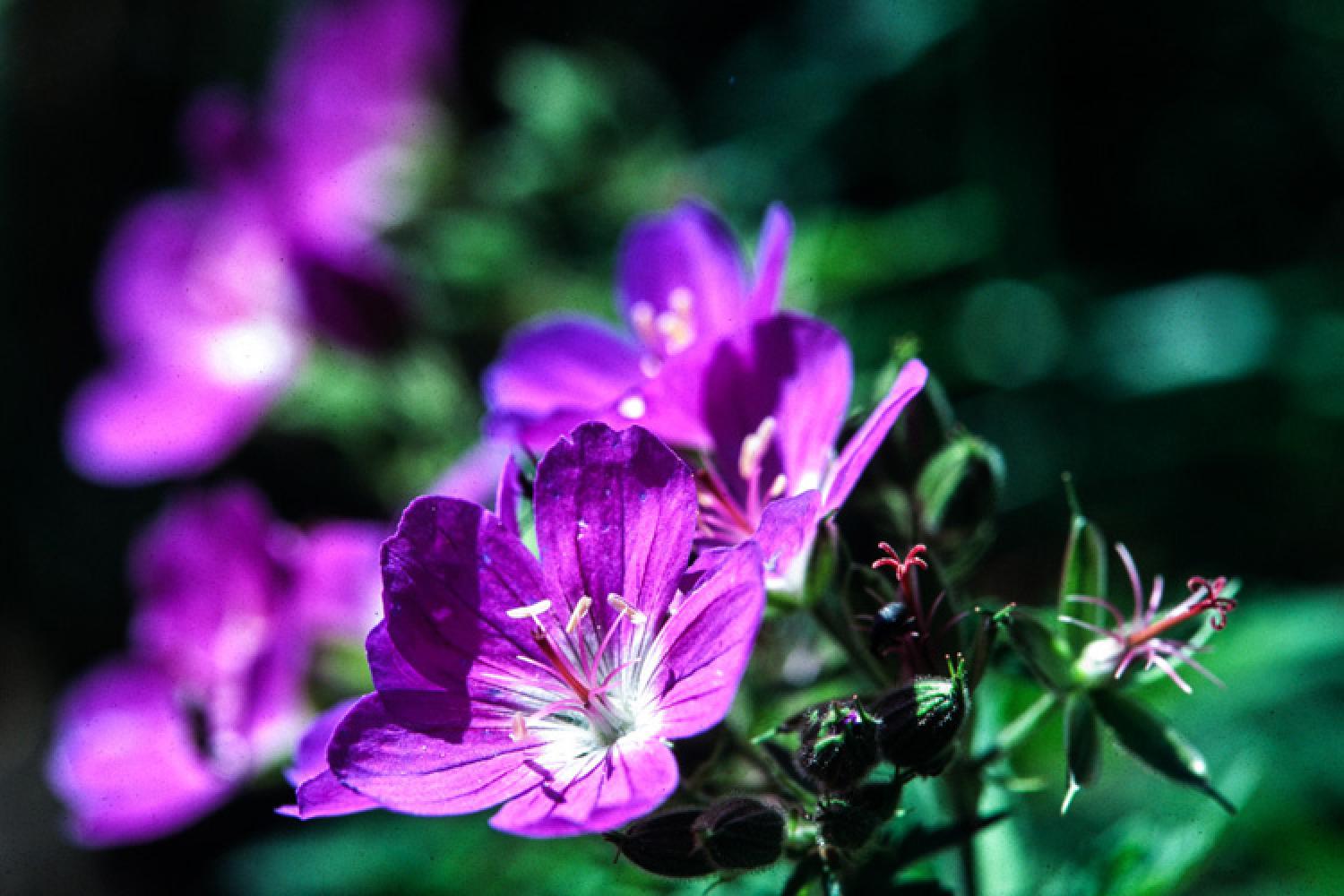 geranium-des-bois-c-cuenin.jpg