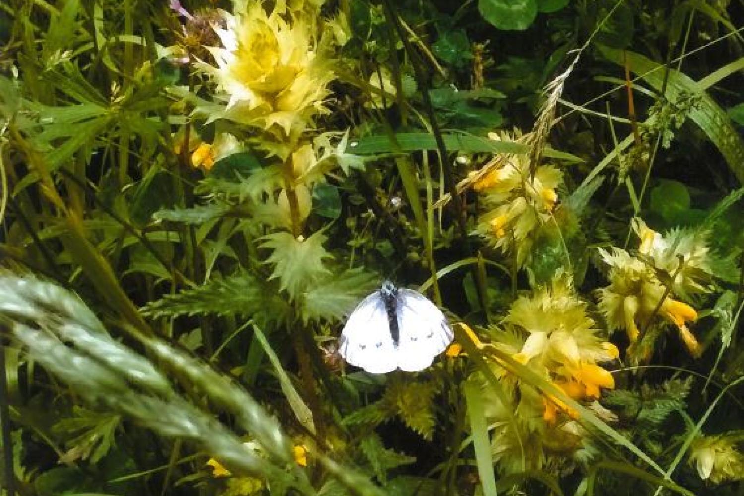 papillon_pieride_julian_nonan.jpg