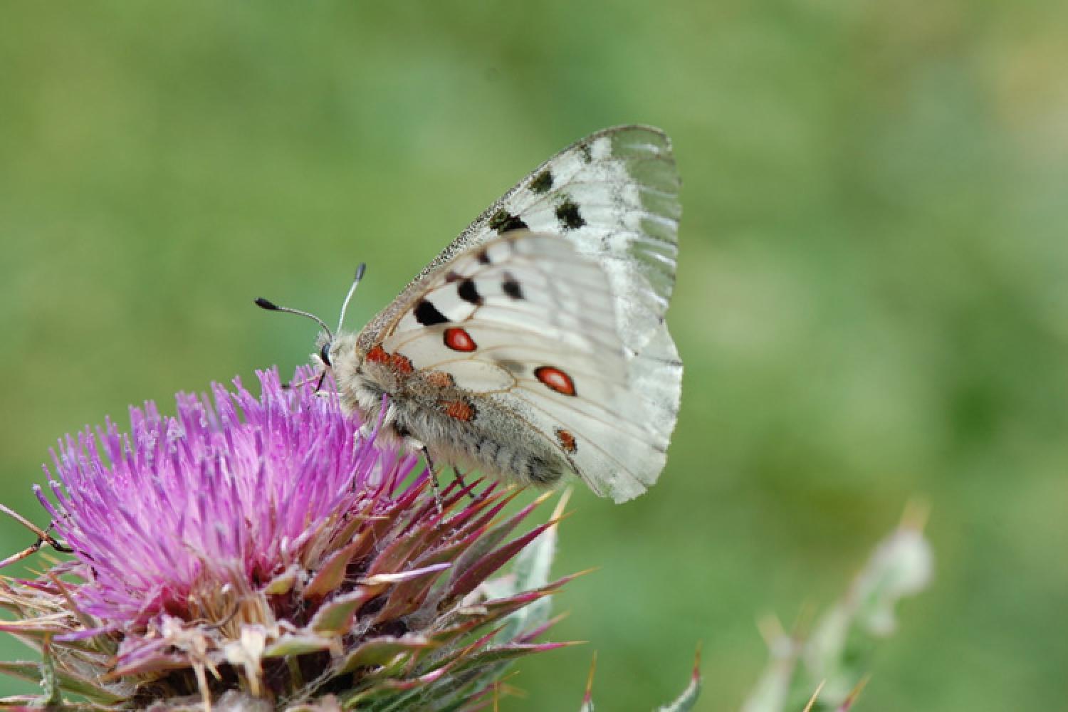 parnassius-apollon.jpg