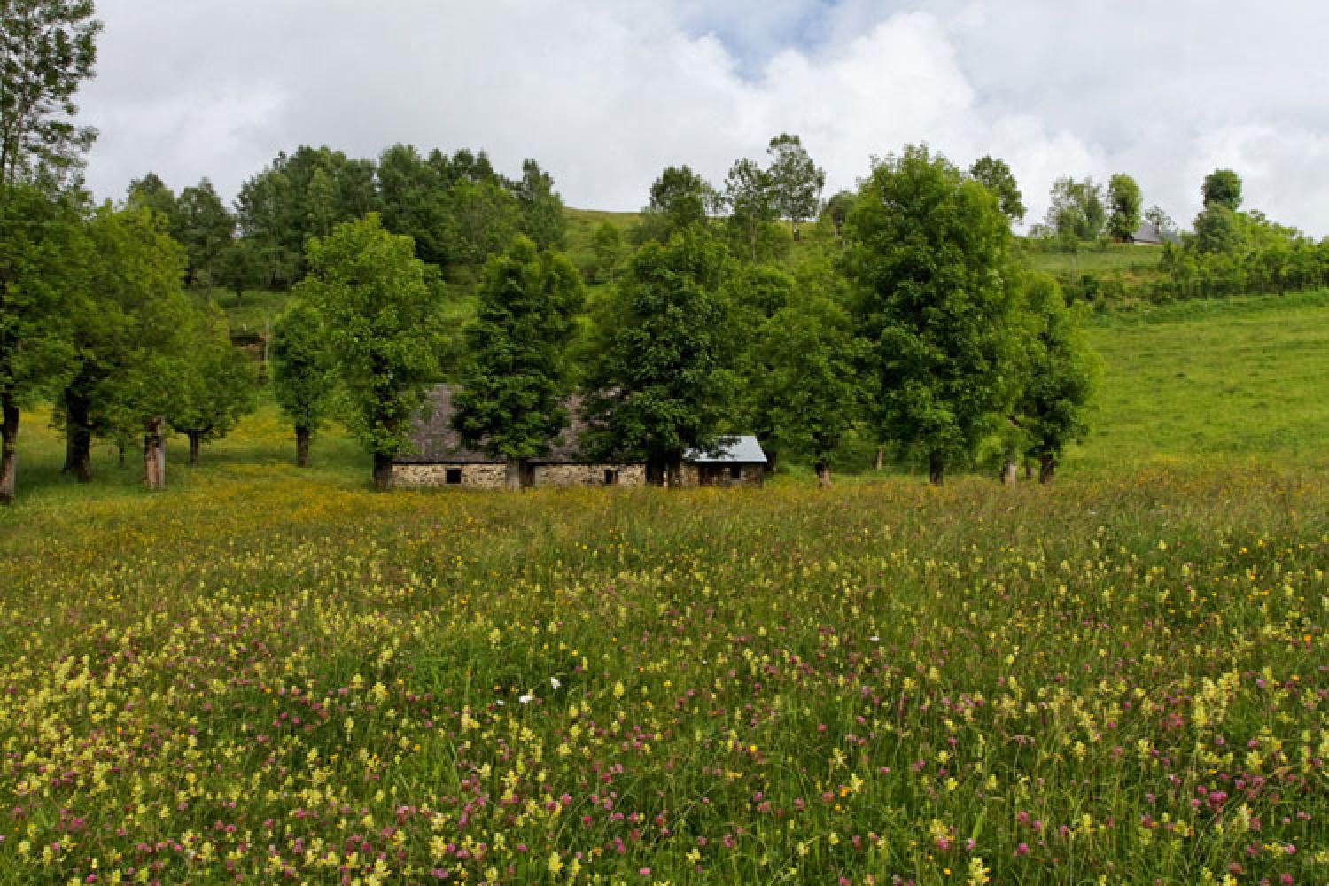 prairies-fleuries-11665.jpg