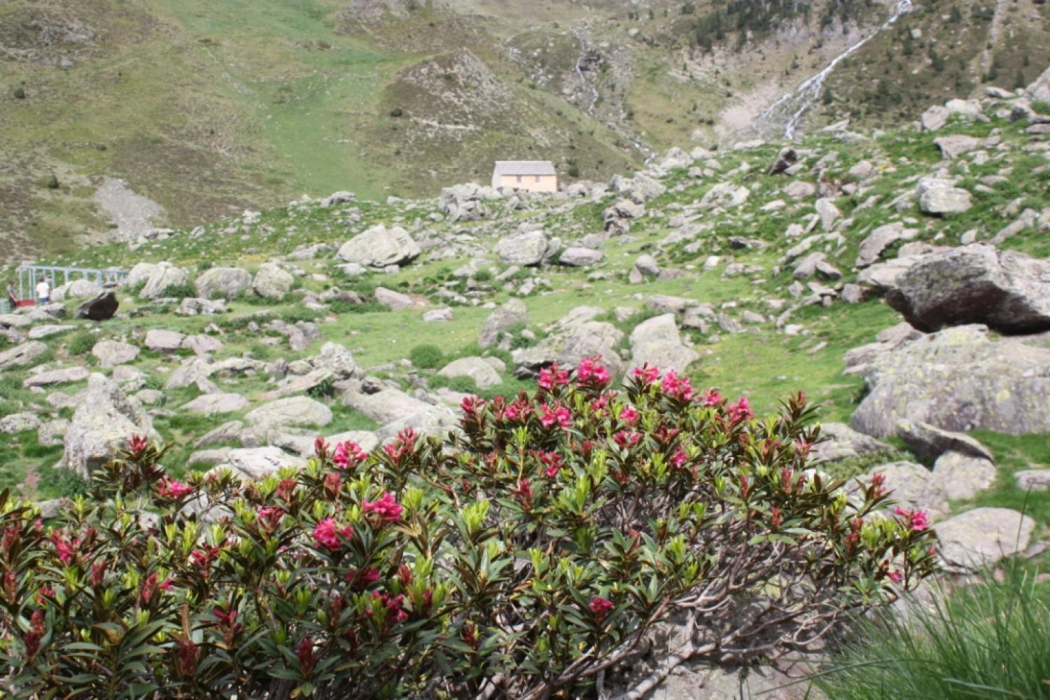 rhododendron_refuge_du_larry_jerome_demoulin_1bd.jpg