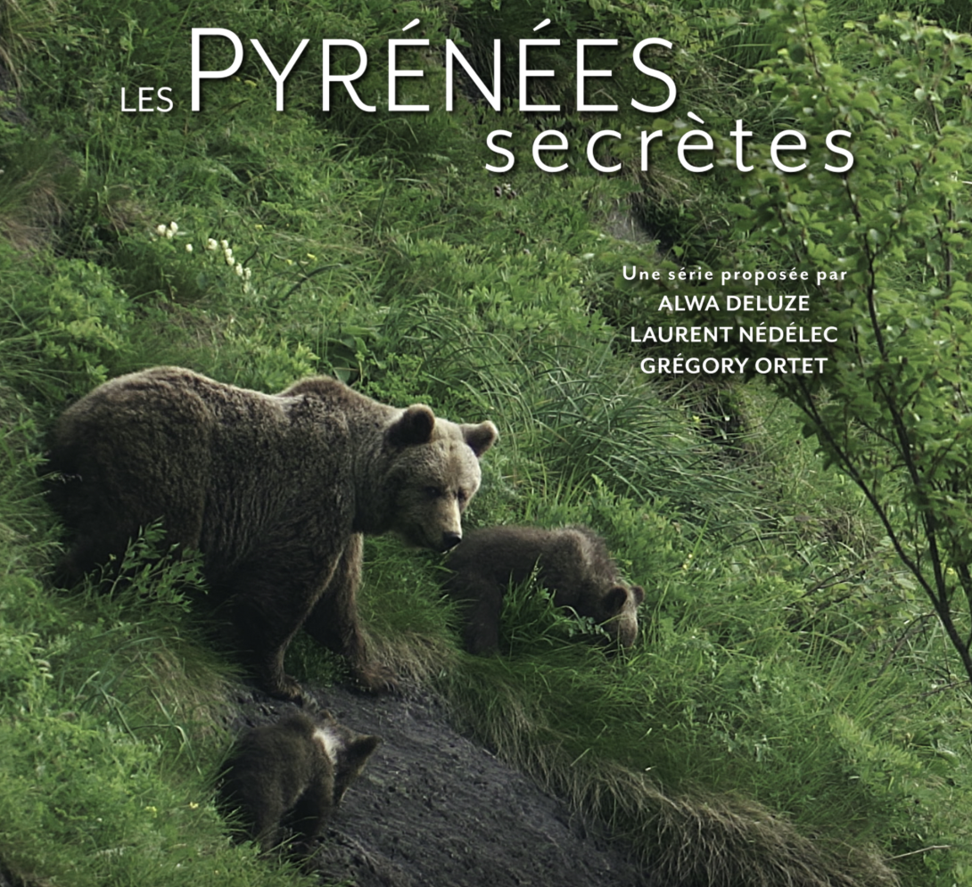 affiche ours Pyrénées secrètes