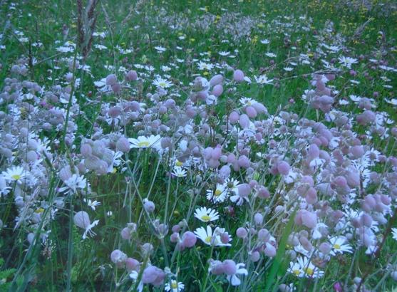 prairies_fleuries_exposition_du_pnp.jpg